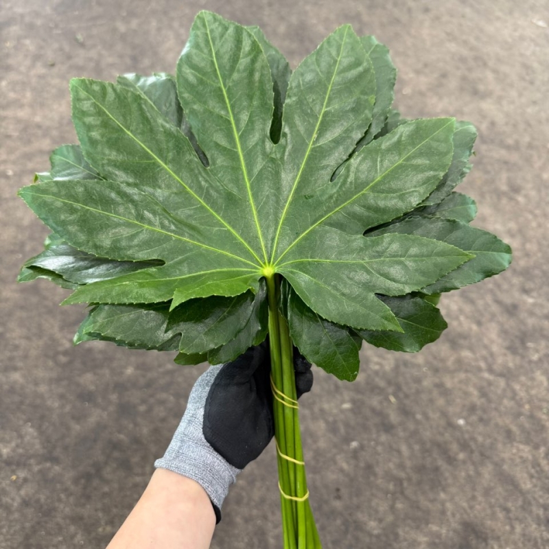 팔손이 1단 2800원