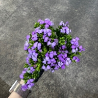 석죽 1단 5800원