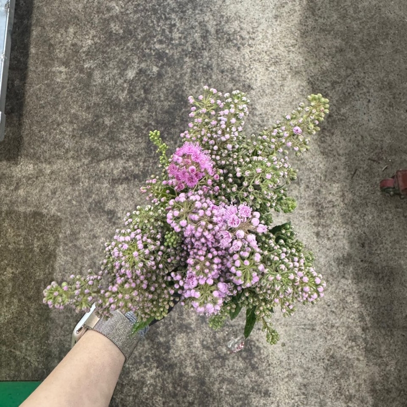 꼬리조팝 1단 5500원
