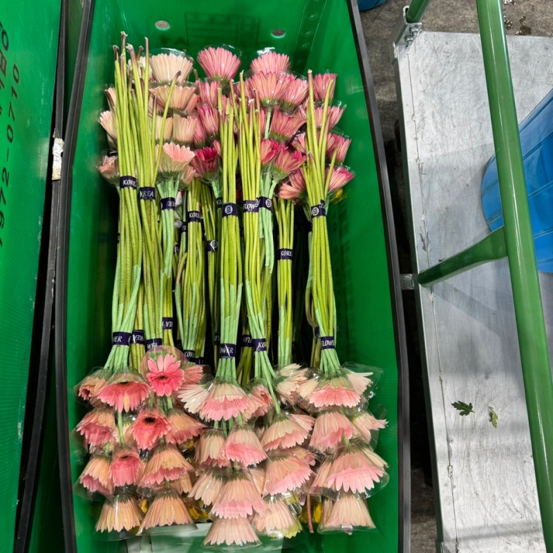 (색상랜덤) 캡 거베라 상 5단 - 1단 6300원