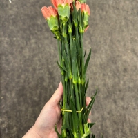 콜롬비아 카네이션 헤르메스 오렌지 1단 13500원