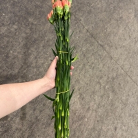 콜롬비아 카네이션 헤르메스 오렌지 1단 13500원