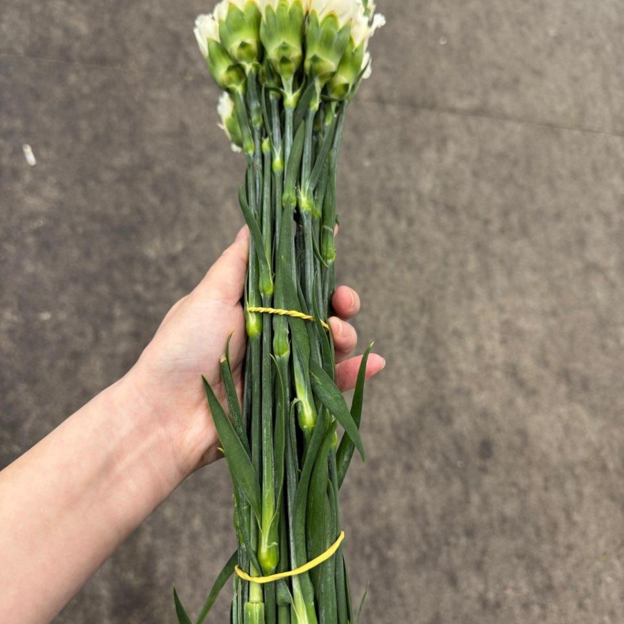 콜롬비아 카네이션 로다스 1단 13500원