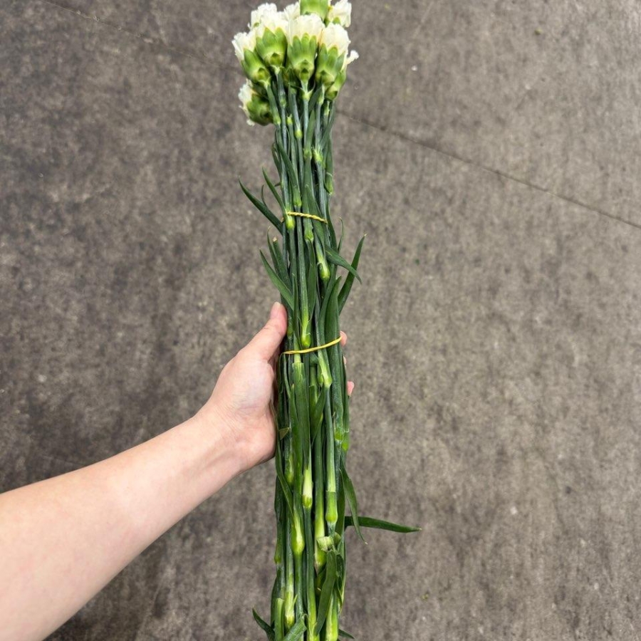 콜롬비아 카네이션 로다스 1단 13500원