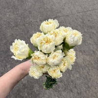 콜롬비아 카네이션 로다스 1단 13500원