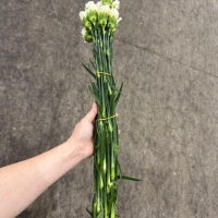 콜롬비아 카네이션 로다스 1단 13500원
