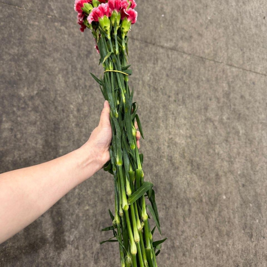 콜롬비아 카네이션 체리오 1단 13500원