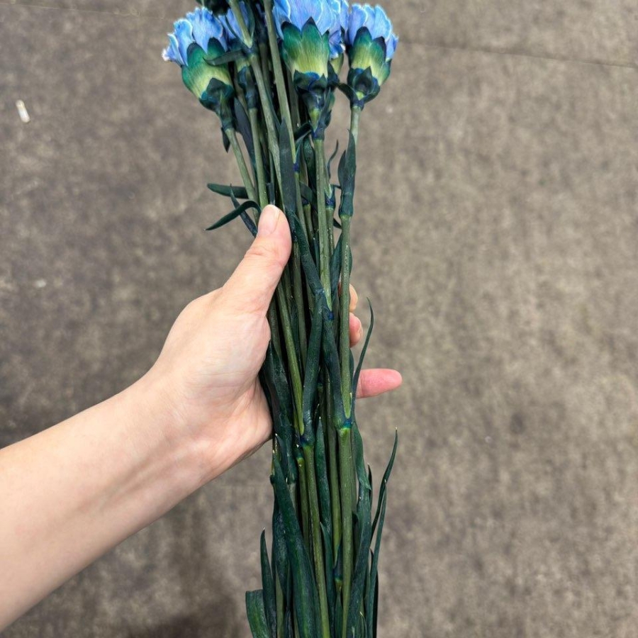 콜롬비아 카네이션 염색파랑 1단 15500원