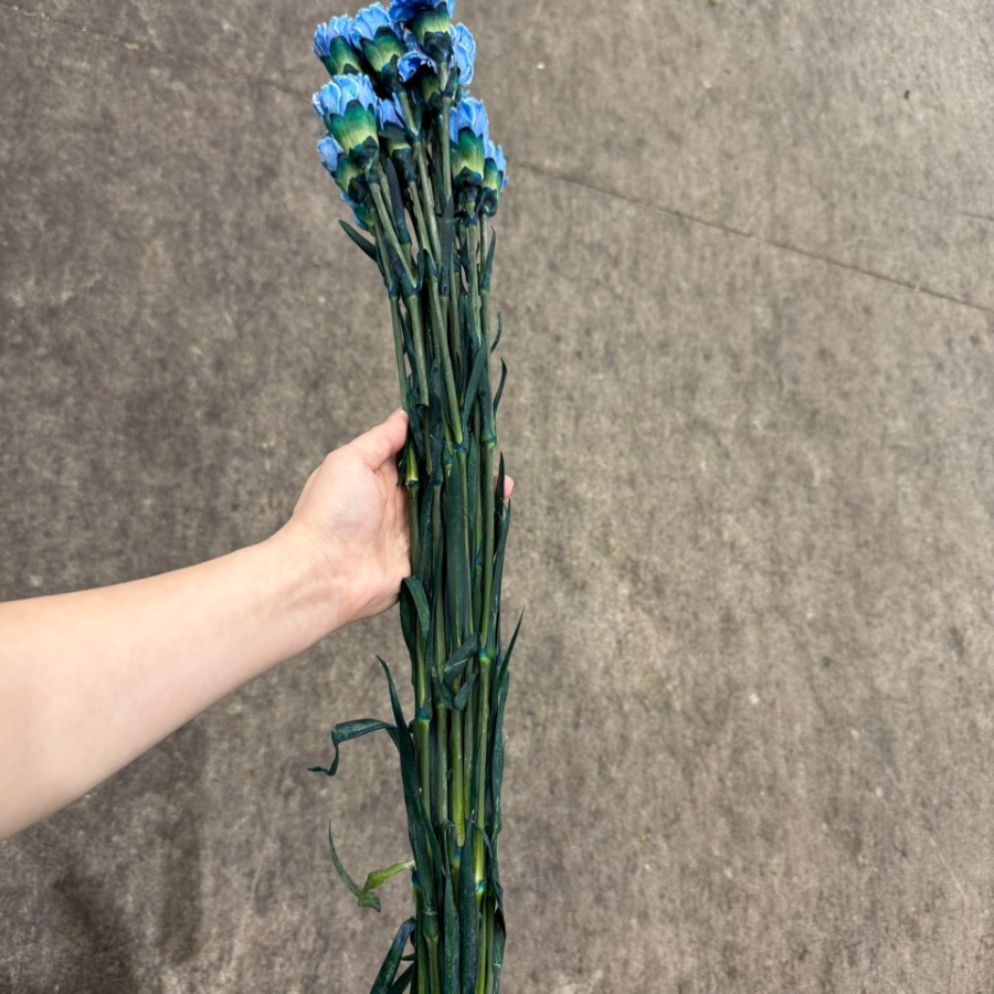 콜롬비아 카네이션 염색파랑 1단 15500원
