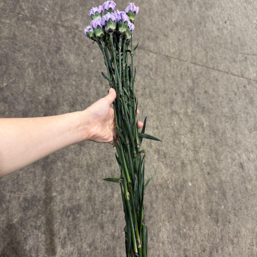 콜롬비아 카네이션 염색보라 1단 15500원
