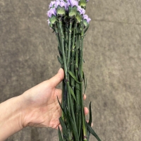 콜롬비아 카네이션 염색보라 1단 15500원