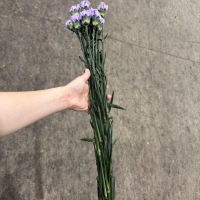 콜롬비아 카네이션 염색보라 1단 15500원