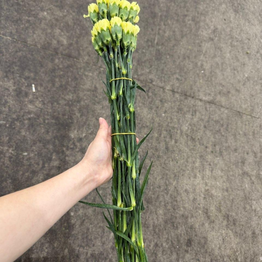 콜롬비아 카네이션 헤르메스 노랑 1단 13500원