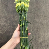 콜롬비아 카네이션 헤르메스 노랑 1단 13500원