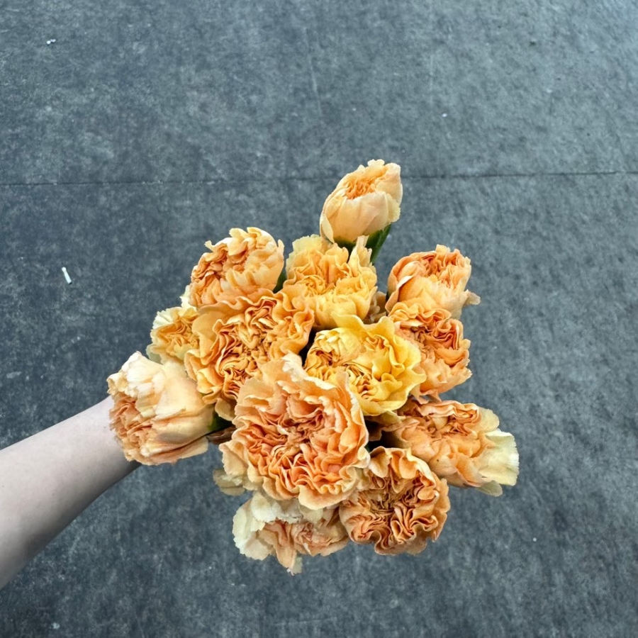 콜롬비아 카네이션 캐롤라인 골드 1단 13500원