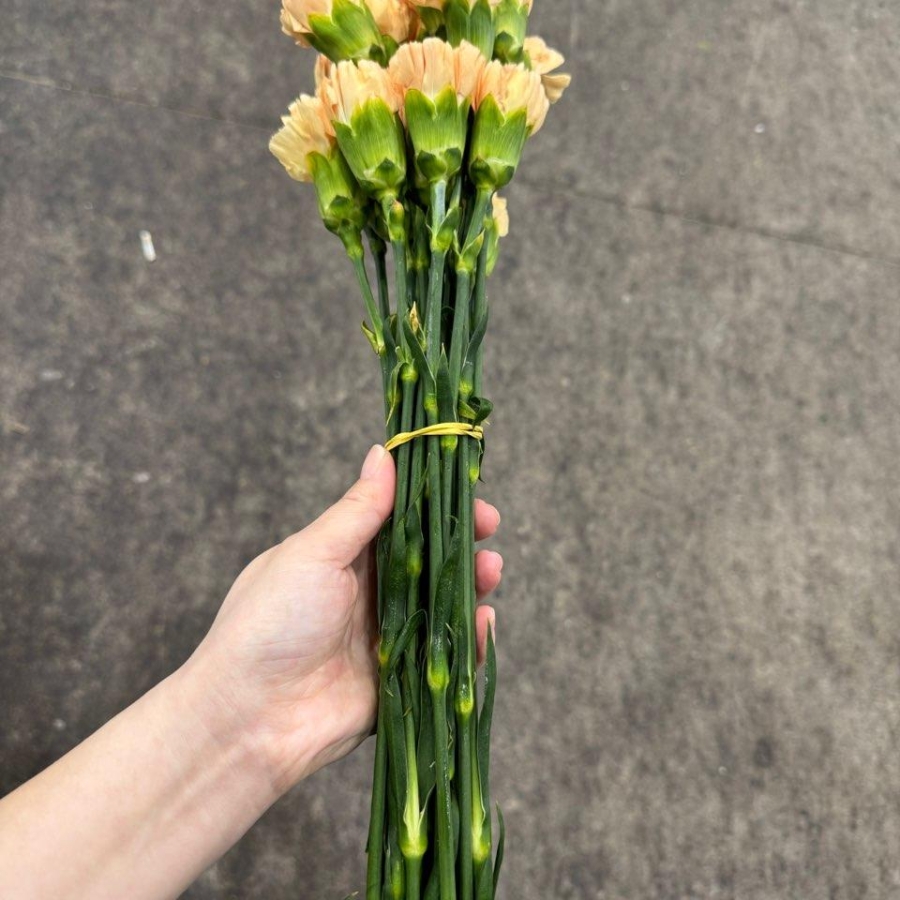 콜롬비아 카네이션 캐롤라인 골드 1단 13500원