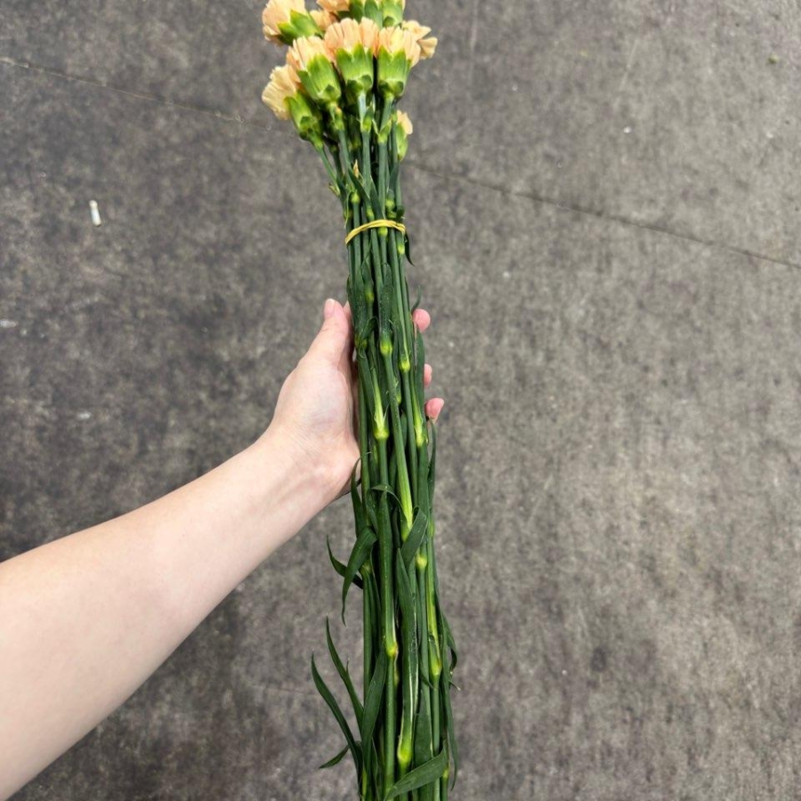 콜롬비아 카네이션 캐롤라인 골드 1단 13500원
