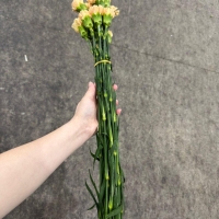 콜롬비아 카네이션 캐롤라인 골드 1단 13500원