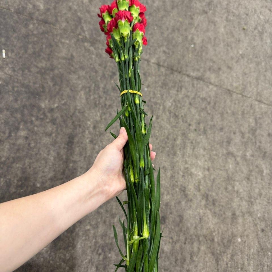 콜롬비아 카네이션 돈페드로 레드 1단 13500원