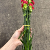 콜롬비아 카네이션 돈페드로 레드 1단 13500원