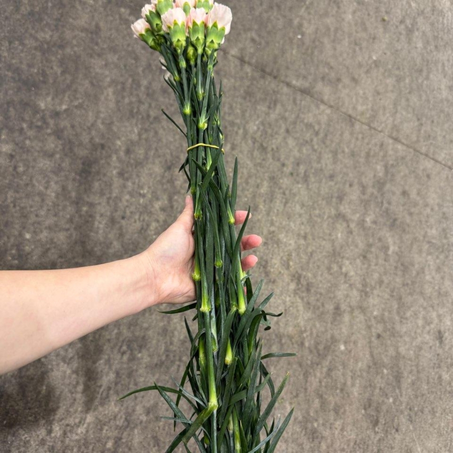 콜롬비아 카네이션 노비아 1단 13500원