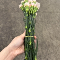 콜롬비아 카네이션 노비아 1단 13500원
