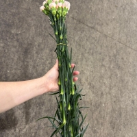 콜롬비아 카네이션 노비아 1단 13500원