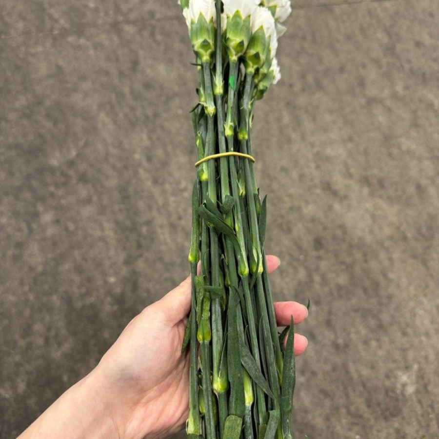 콜롬비아 카네이션 문라이트 1단 13500원