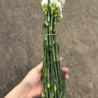 콜롬비아 카네이션 문라이트 1단 13500원