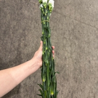 콜롬비아 카네이션 문라이트 1단 13500원