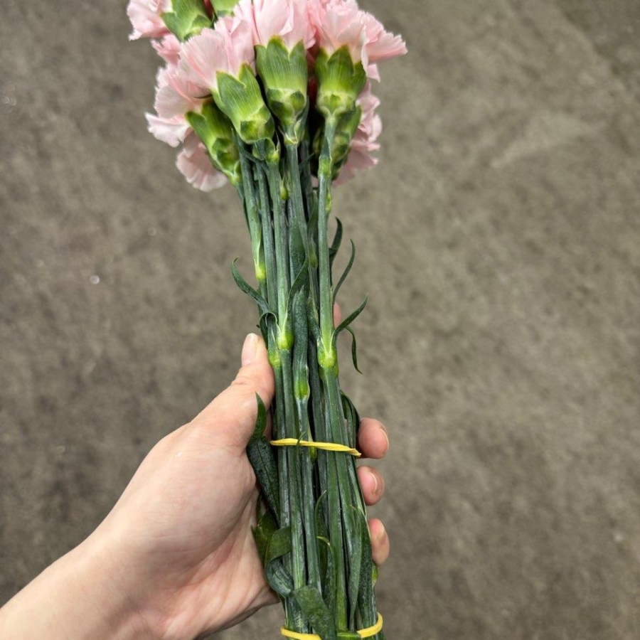 콜롬비아 카네이션 돈셀 1단 13500원