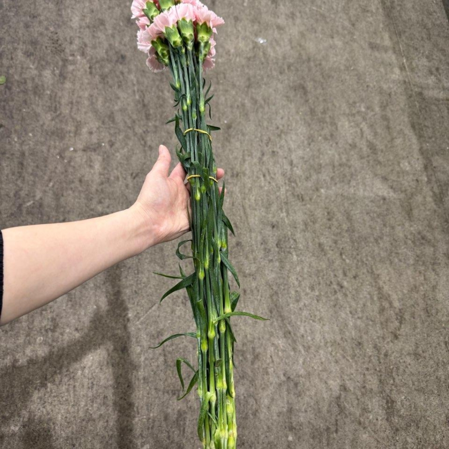 콜롬비아 카네이션 돈셀 1단 13500원