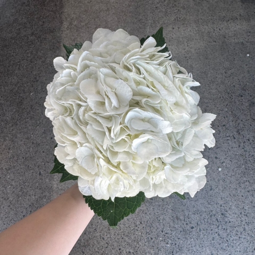 수입 수국 화이트 1단 4500원