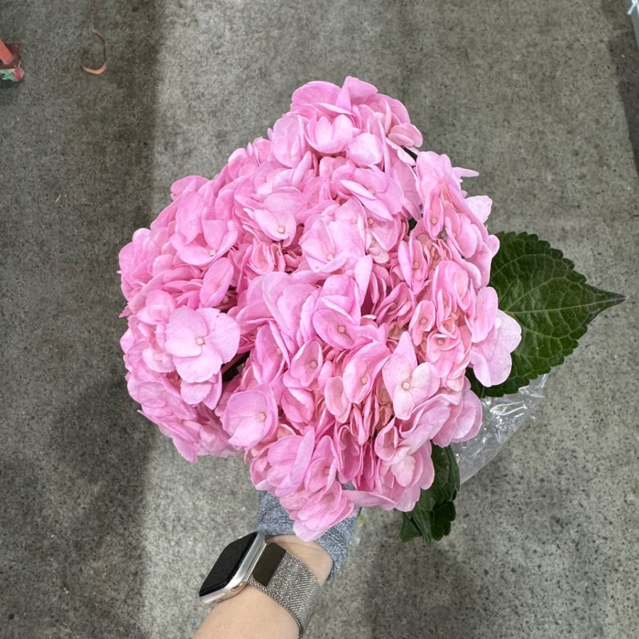수입 수국 핑크 1단 4500원