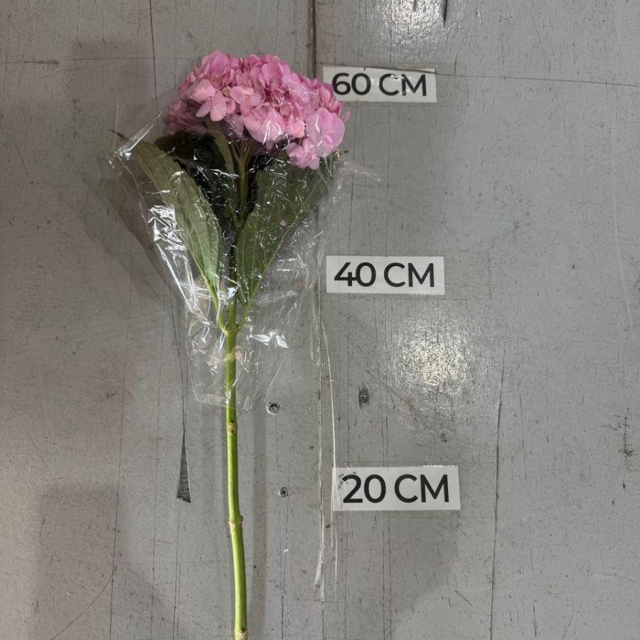 수입 수국 핑크 1단 4500원