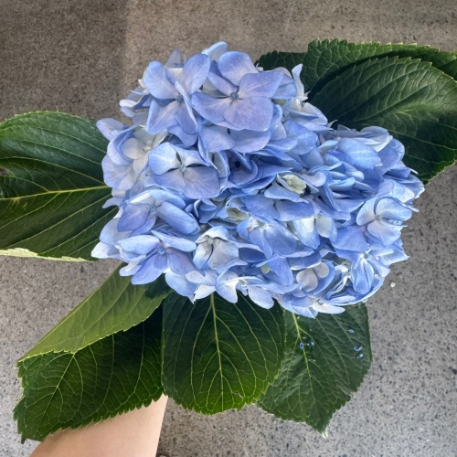 수입 수국 파랑 1단 4500원