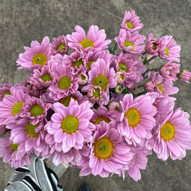 소국 보라미 1단 4300원