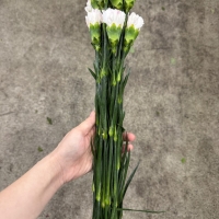콜롬비아 카네이션 유카리체리 13500원