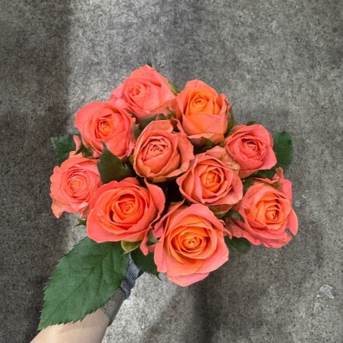 장미 클라린스 1단 7100원