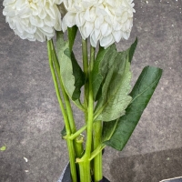 다알리아 1단 6500원