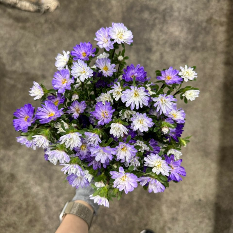 과꽃 톱블루 1단 3700원