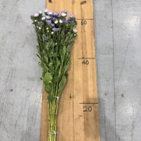 과꽃 톱블루 1단 3700원