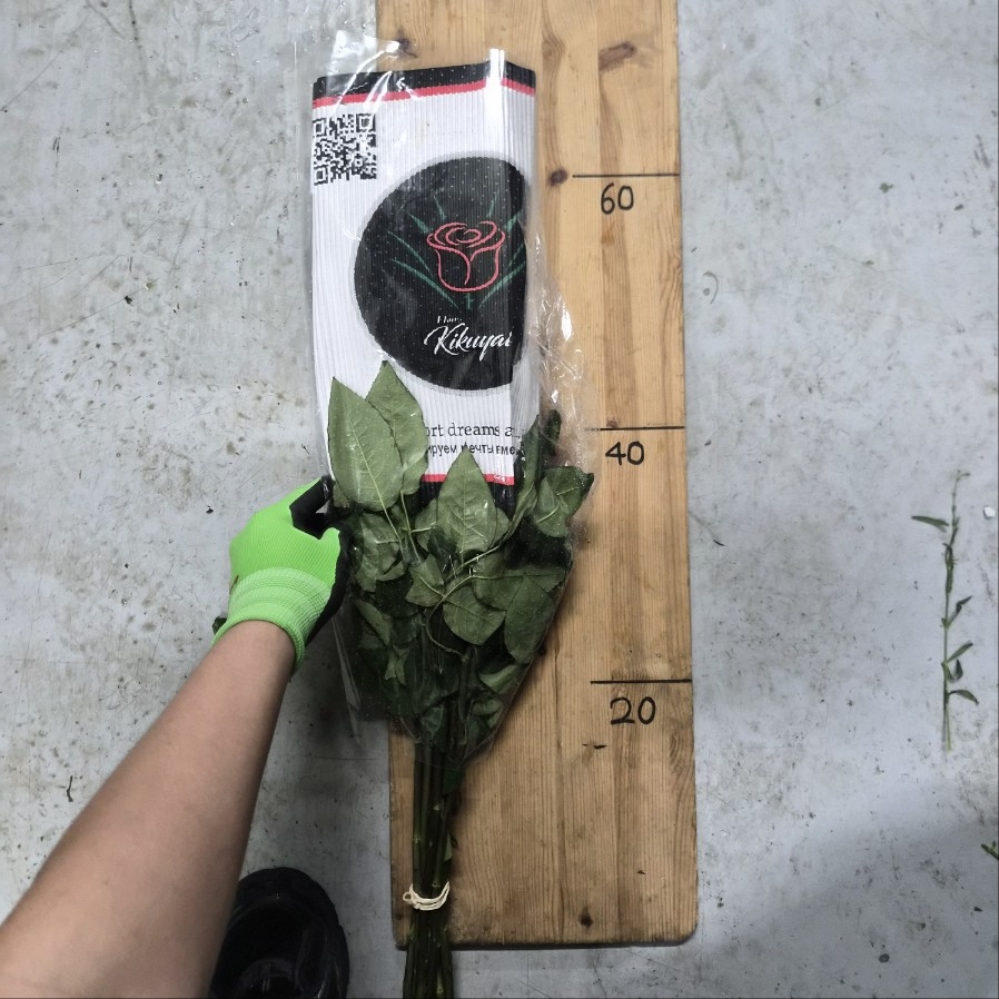 콜롬비아 장미 만다라 1단 15200원