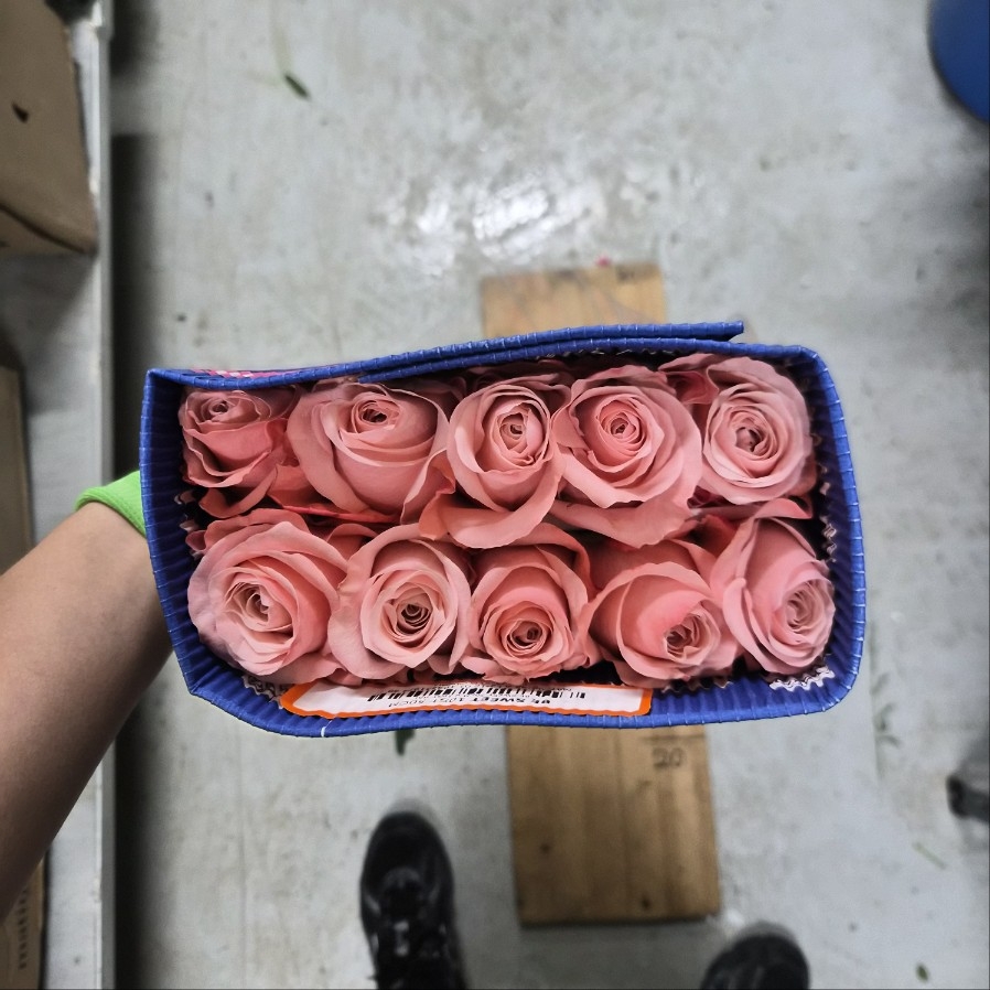 콜롬비아 장미 비스위트 1단 15200원