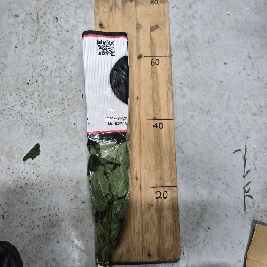 콜롬비아 장미 모멘텀 1단 15200원
