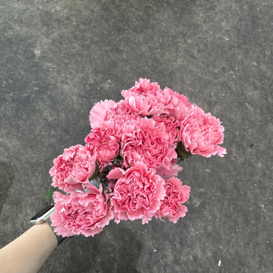 콜롬비아 카네이션 베로나 1단 13500원