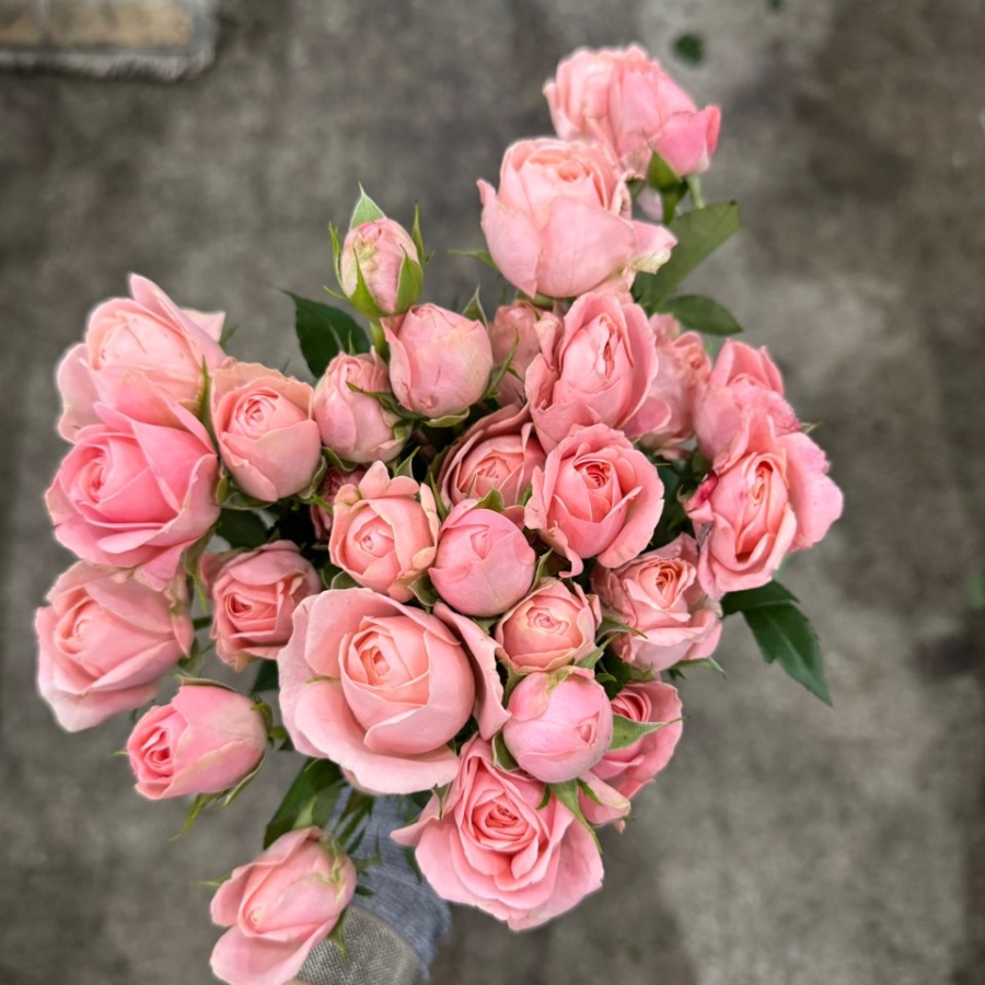 장미 챠밍레이스 1단 12500원