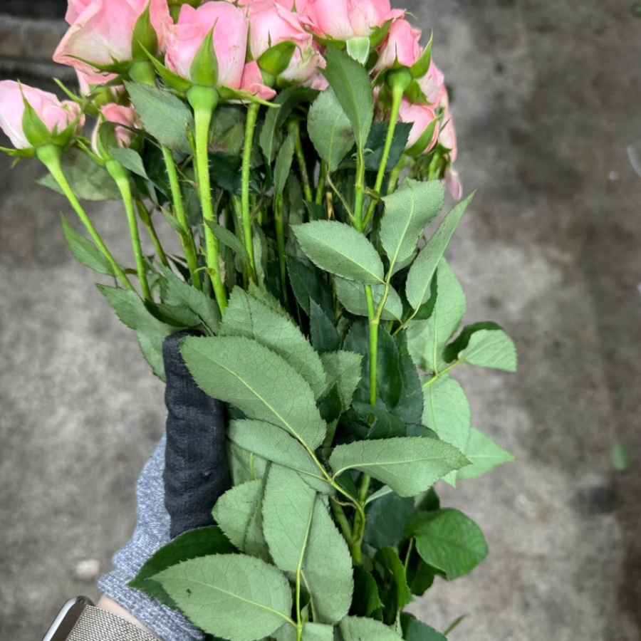 장미 챠밍레이스 1단 12500원