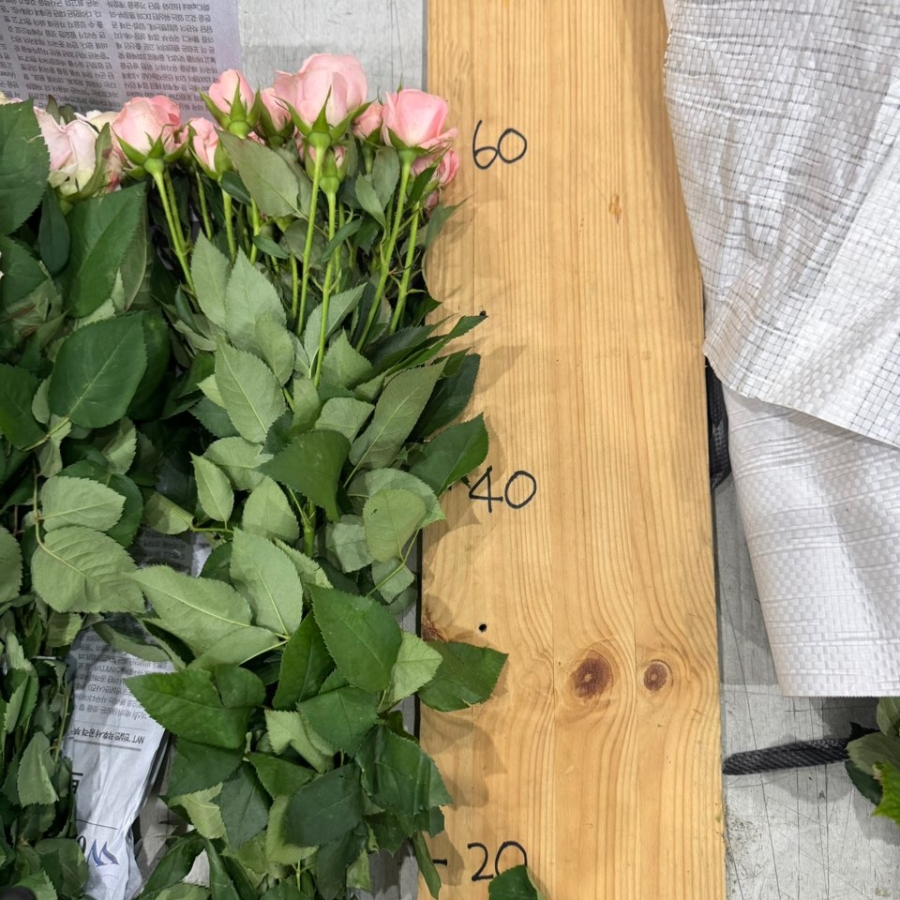 장미 챠밍레이스 1단 12500원