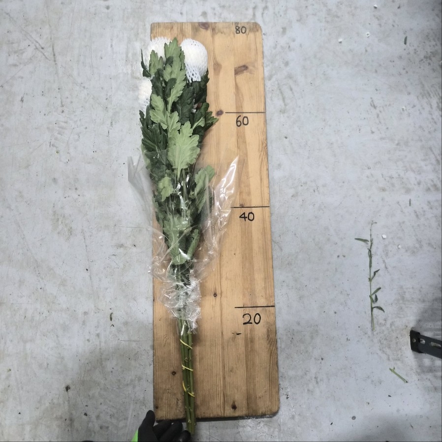 수입 중국 본본/퐁퐁 화이트 1단 7300원